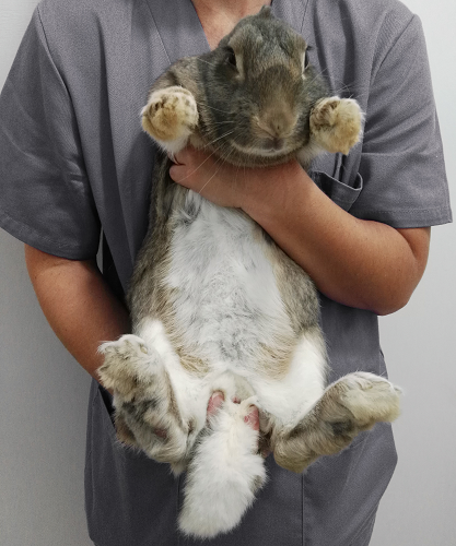 Cómo sujetar un conejo