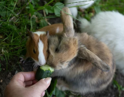 Cobayas y conejos comiendo juntos