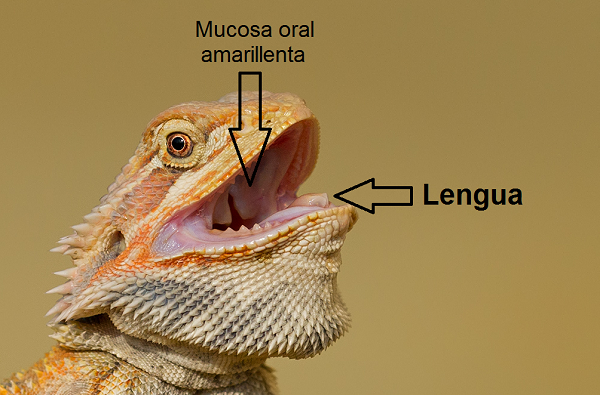 Pogona vitticeps (dragón barbudo) boca