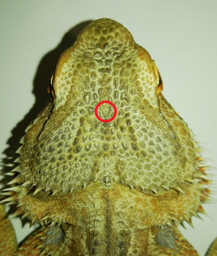 Pogona vitticeps (dragón barbudo) órgano parietal o tercer ojo