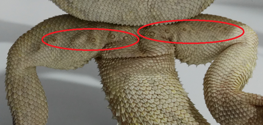 Pogona vitticeps (dragón barbudo) poros femorales
