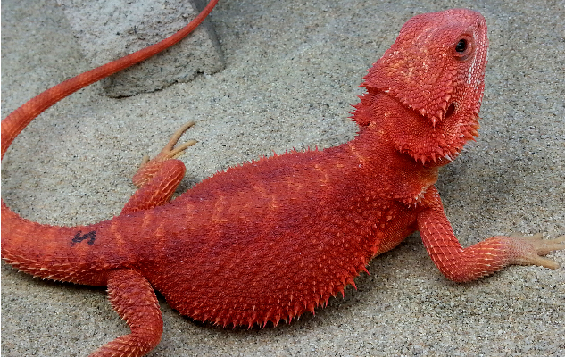 Pogona vitticeps (dragón barbudo) rojo, ruby, red o blood
