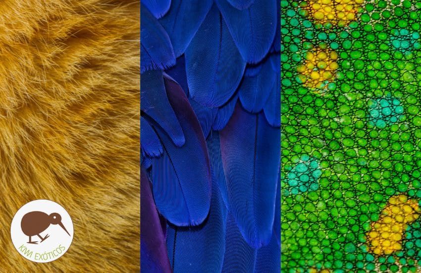 Pelos, plumas y escamas de animales exóticos