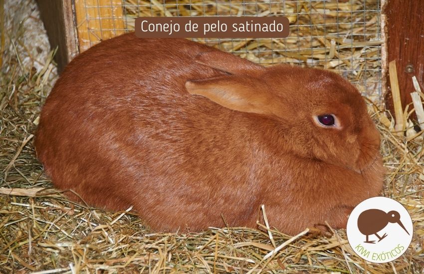 Conejo de pelo satinado