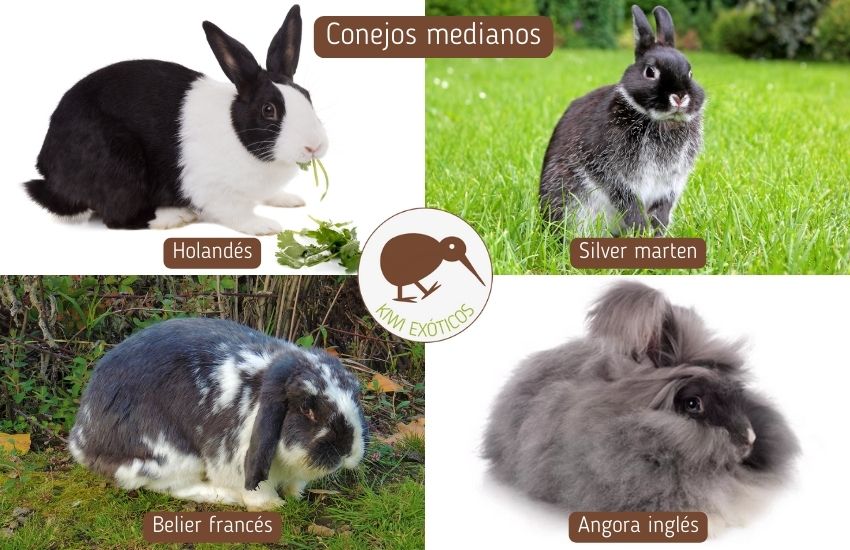 Conejos de razas de tamaño mediano