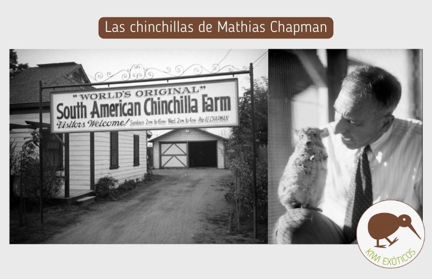 Granja de chinchillas de Mathias Champan, California