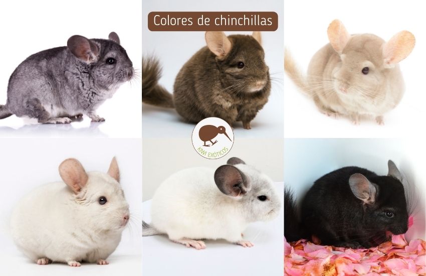 Variedades de chinchillas según su color