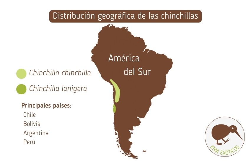 Distribución geográfica de las chinchillas