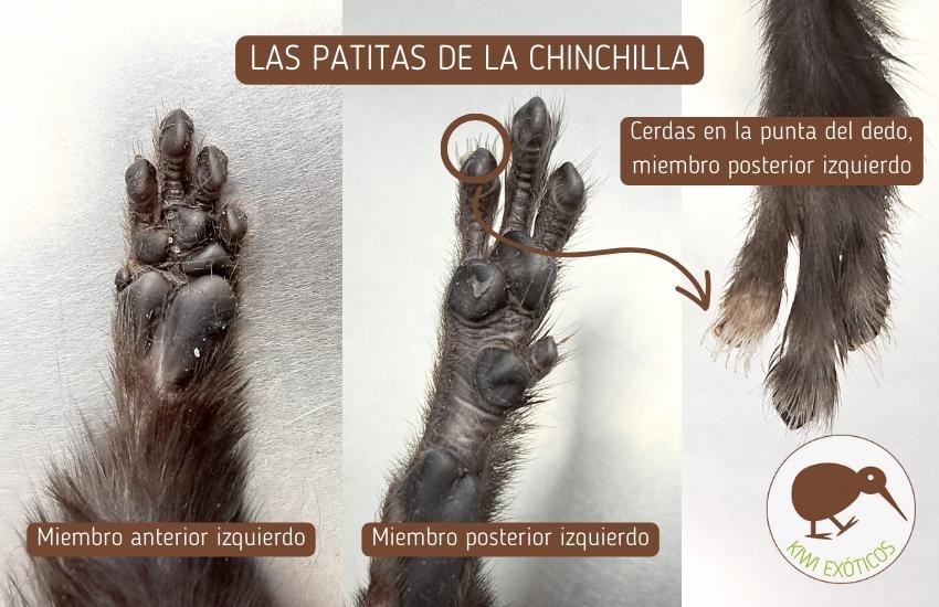 Características de las patas de la chinchilla