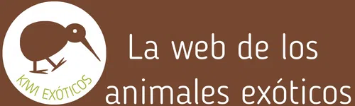 Kiwi Exóticos web