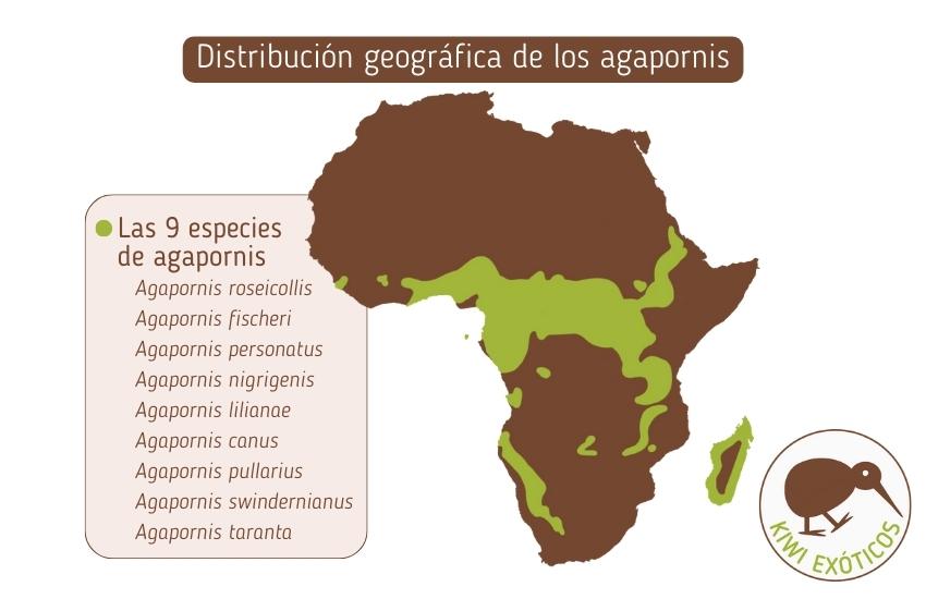 Distribución geográfica de los agapornis