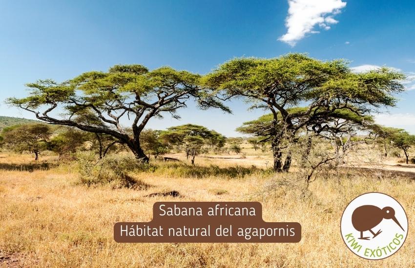 Sabana africana, hábitat natural del agapornis