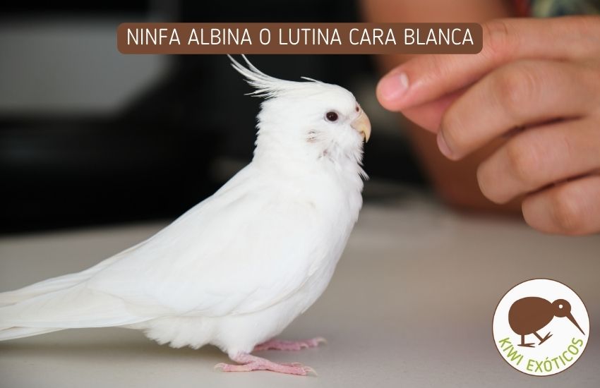 Ninfa mutación albina o lutina cara blanca